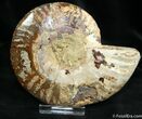 Inch Cleoniceras Ammonite (Half) #1450-1